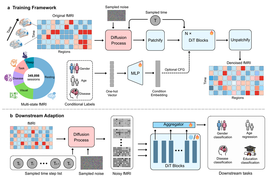 Brain-DiT framework